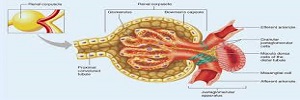 Factores asociados a la disminución del filtrado glomerular en pacientes con diabetes mellitus tipo 2, Aten fam- 2017