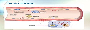 Potencial rol protector del óxido nítrico y Hsp70 asociado a alimentos funcionales en la aterosclerosis, Clin Investig Arterioscler- 2017