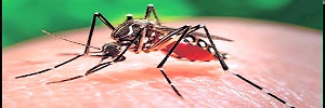 El virus Zika en la atención primaria, Aten fam- 2017