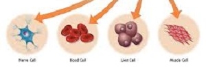 Células madre: fundamentos y revisión de la experiencia clínica en enfermedades hepáticas, rev med clin Condes- 2017